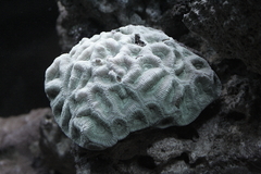 Killikus&reg; Fotographie